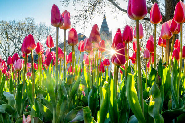 Sunrise in between pink tulips with the bascilica in the background.